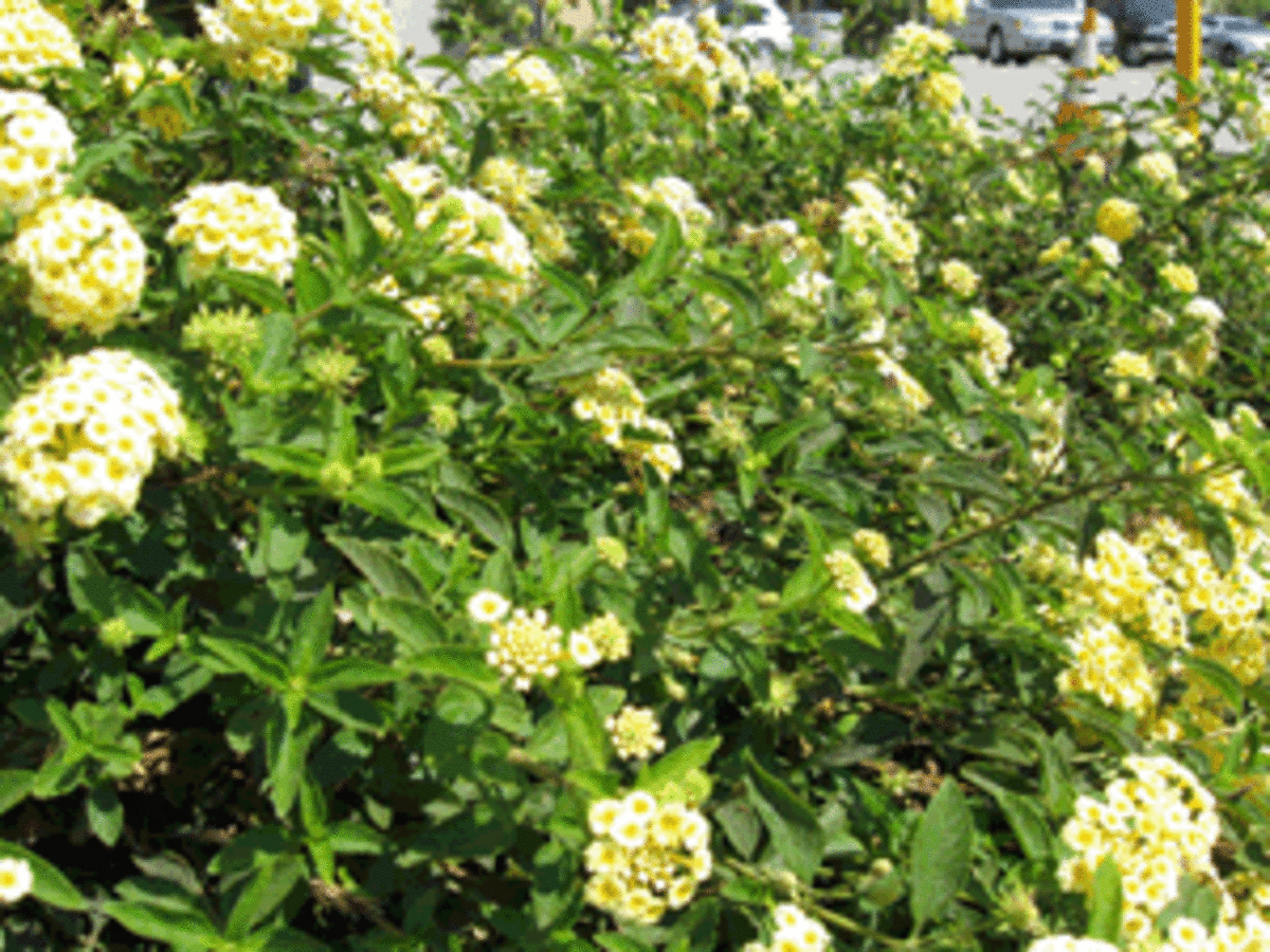 brown flowers Which Green Were You Referring To? Green Housing and Affordability
