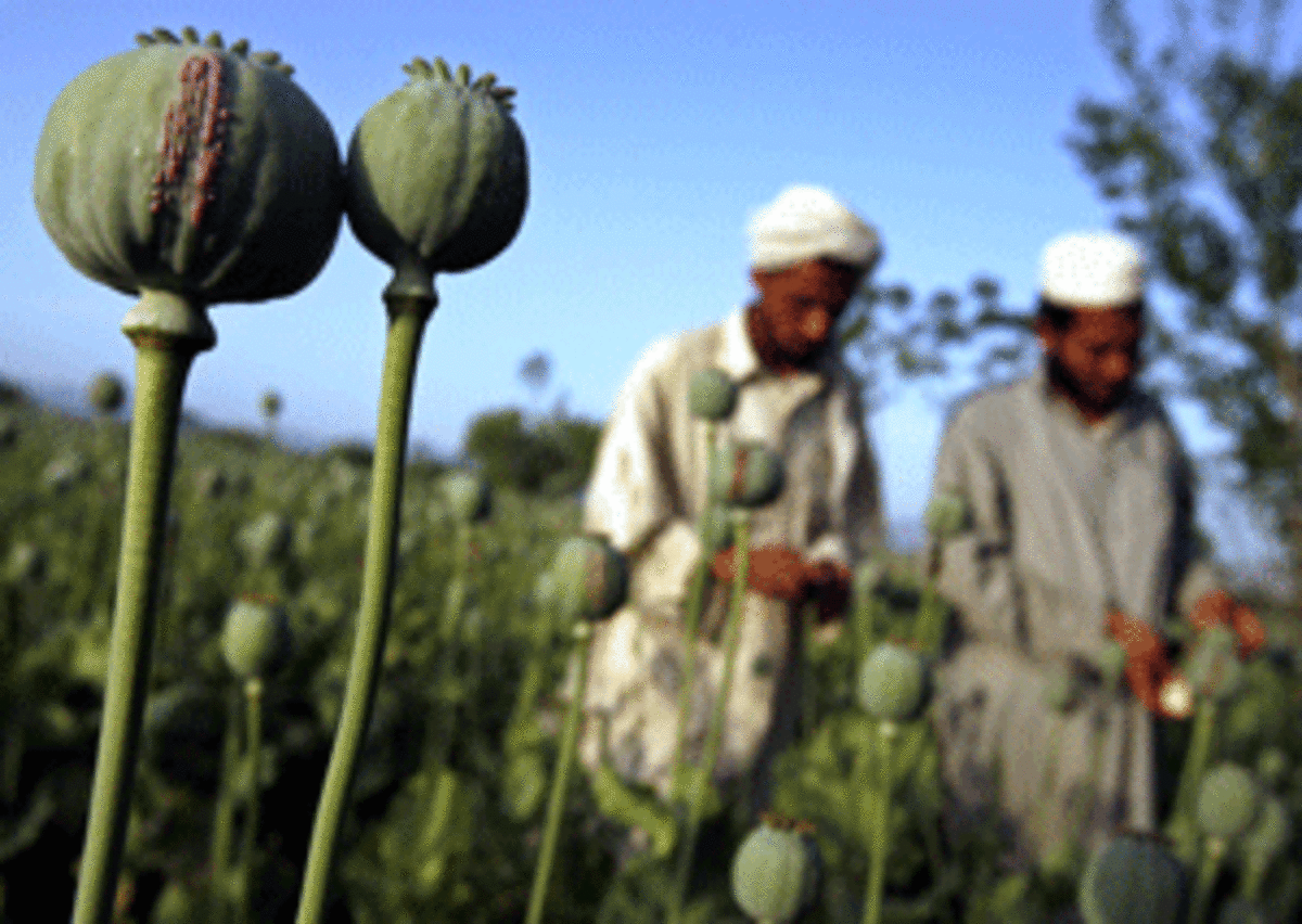 opium1