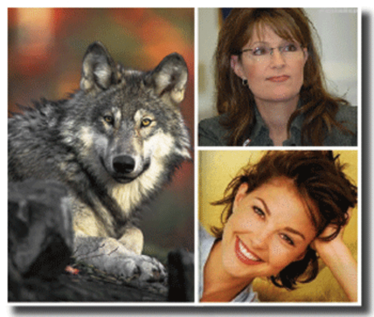 wolves1 Eye on Palin: Disregarding Science, Thwarting Democracy