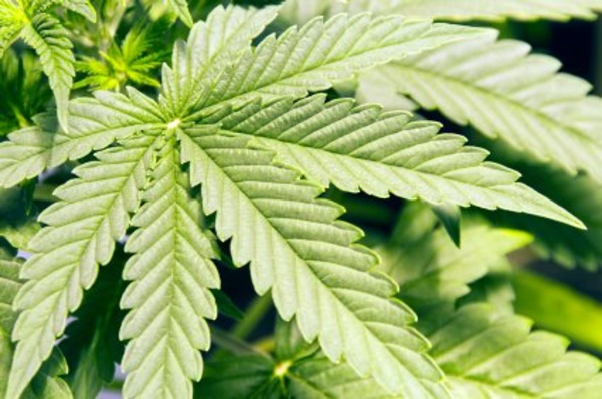 marijuana leaves photo marijuana leaves An Argument for Medical Marijuana