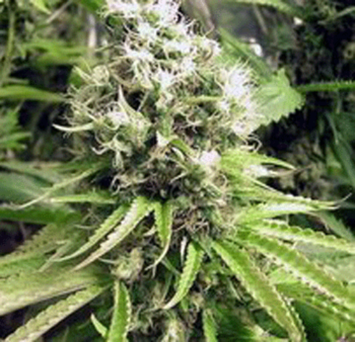 cannabis sativa1 Los Angeles Council Creates More Hardships with Denials