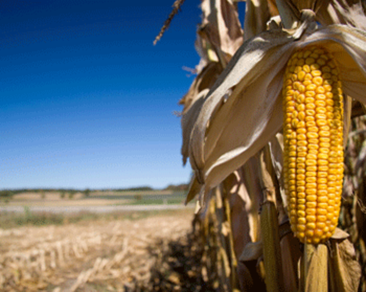 corn