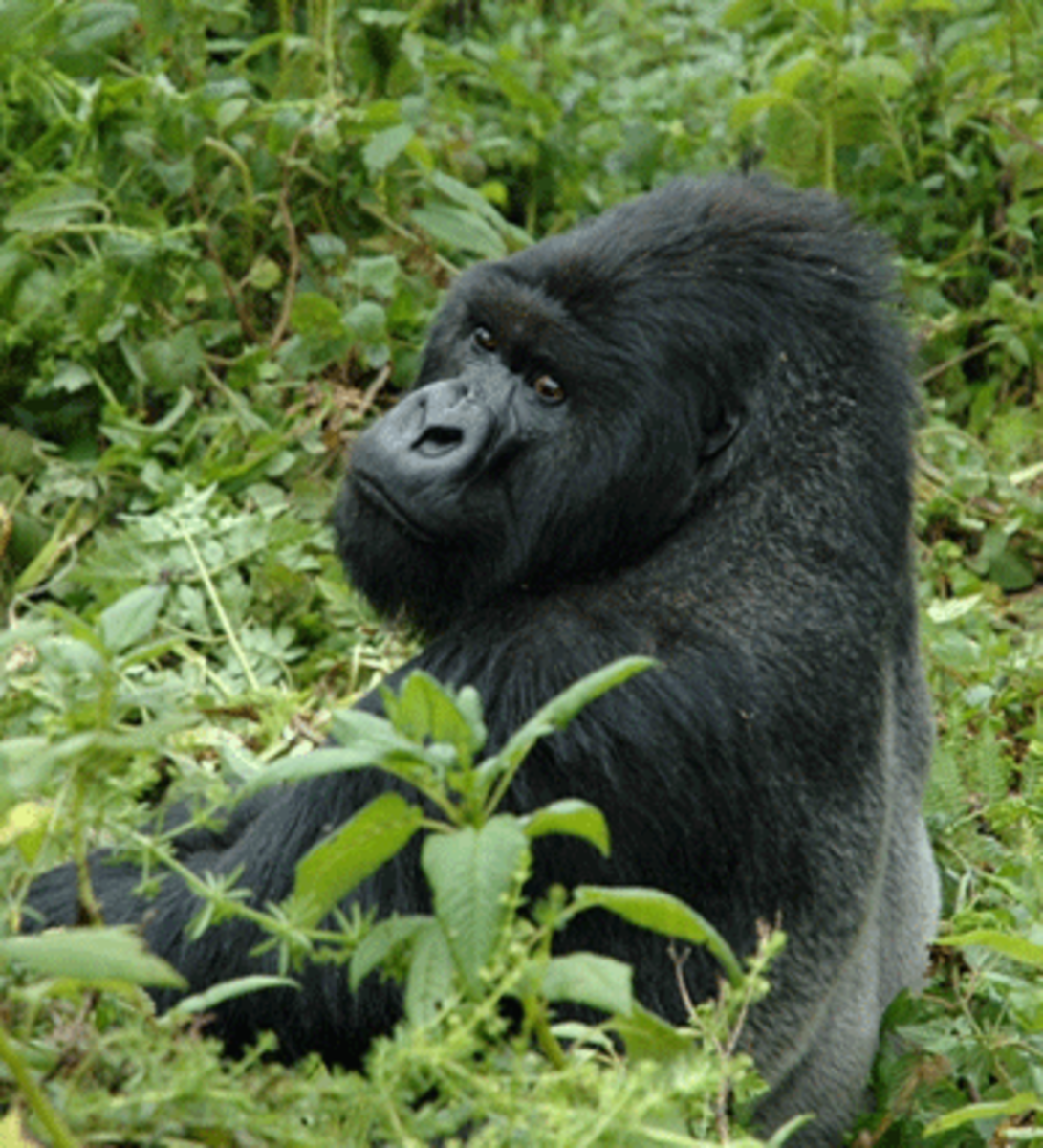 gn_b Mountain Gorilla © G. Nienaber