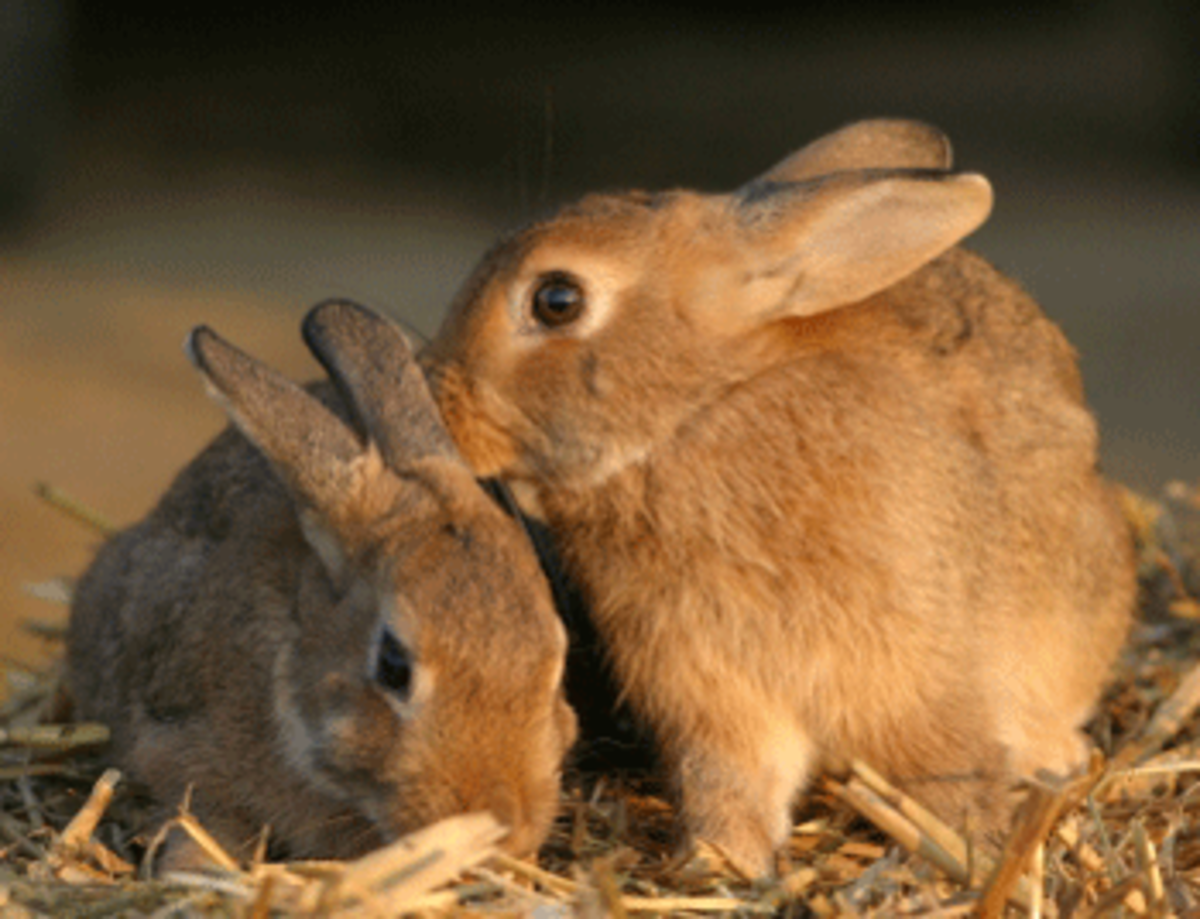 rabbits