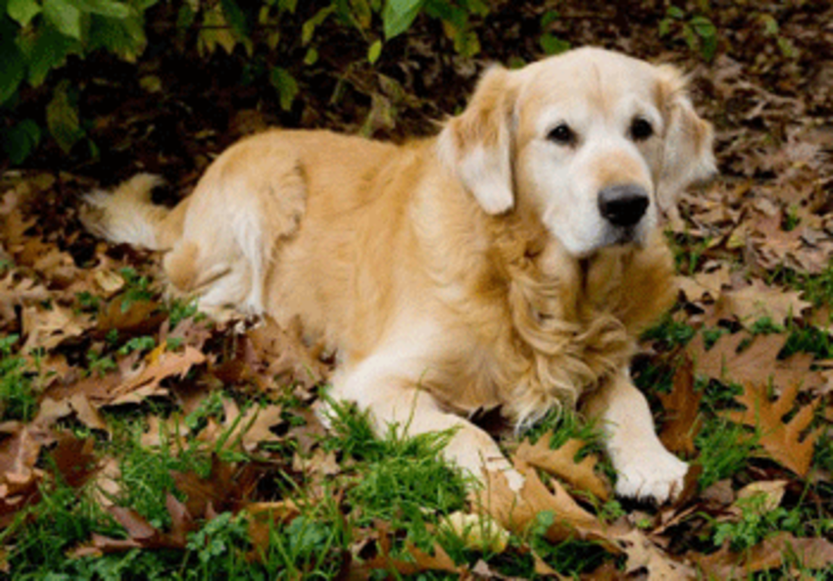 golden retriever