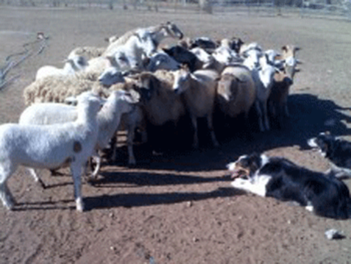 border-collies-1