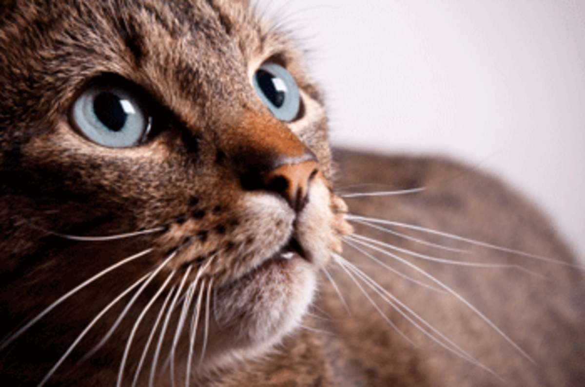 american standard tabby cat
