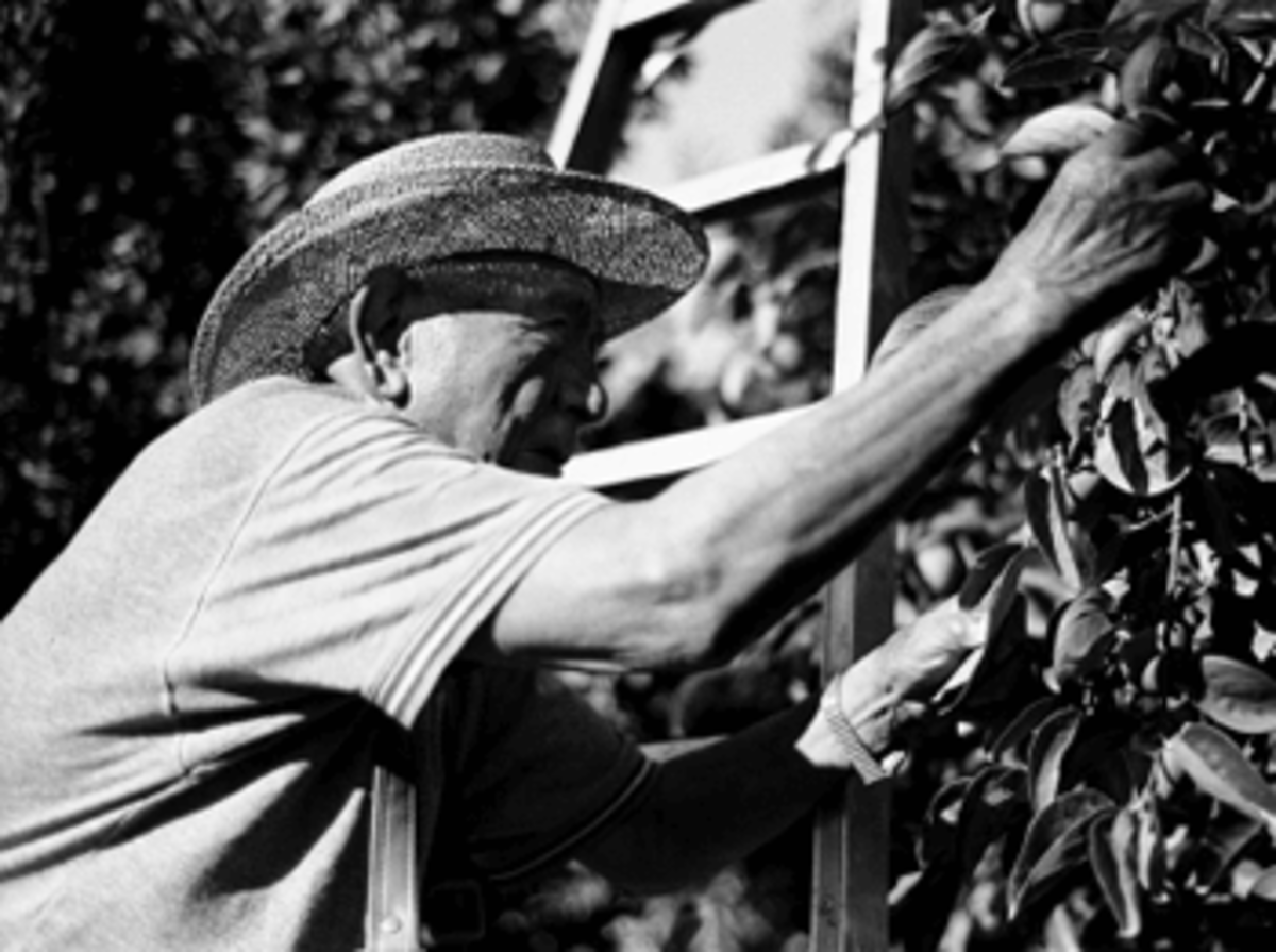 Bracero