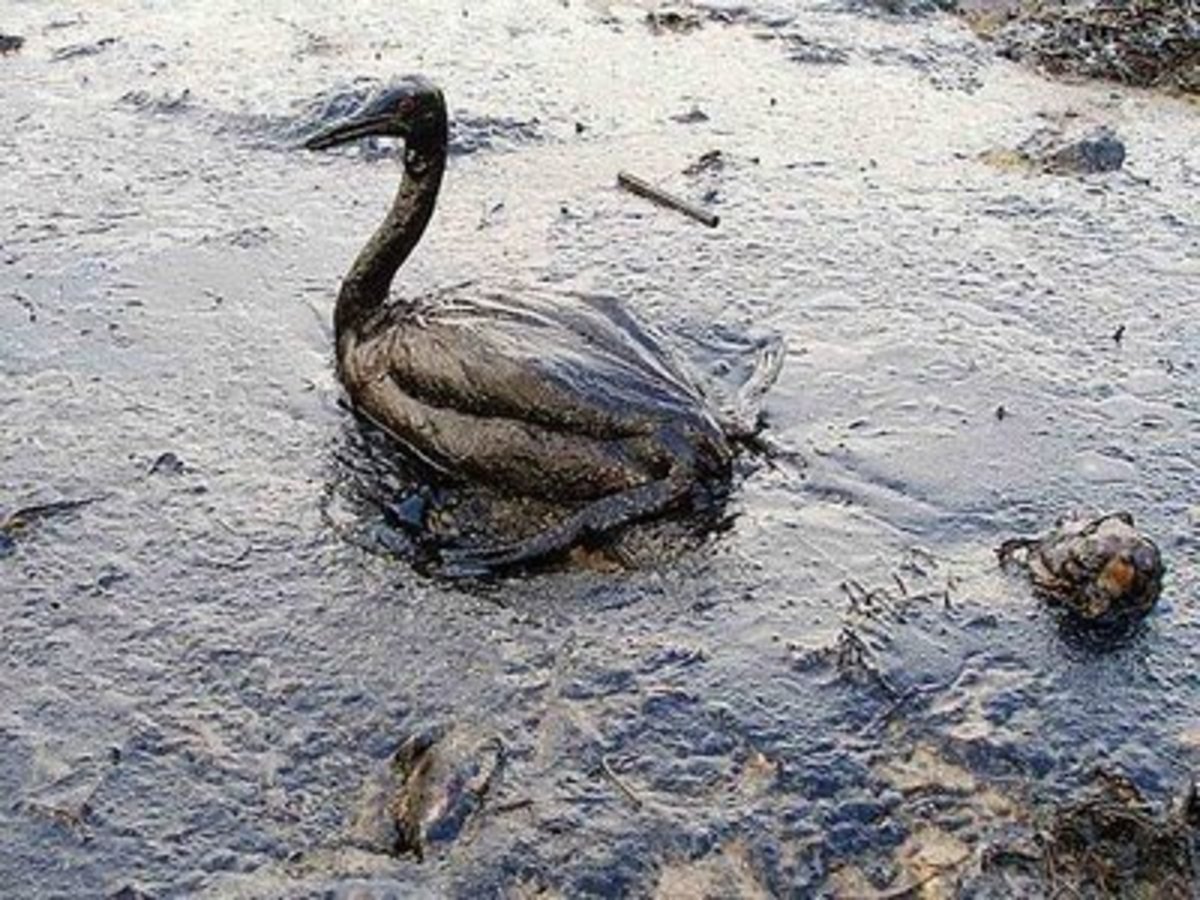 oil spill