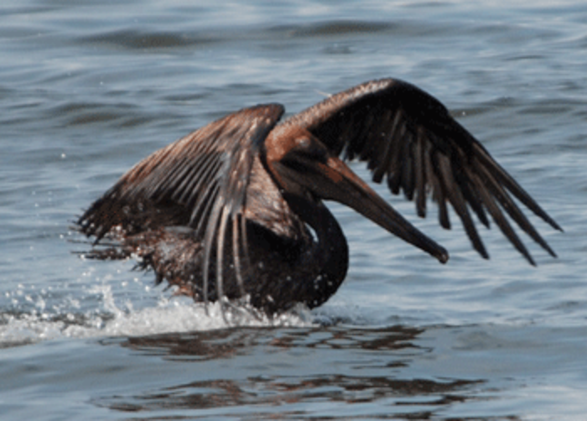 georgianne 5 9 10 6 Gulf Oil Disaster: A Tragedy of the Commons