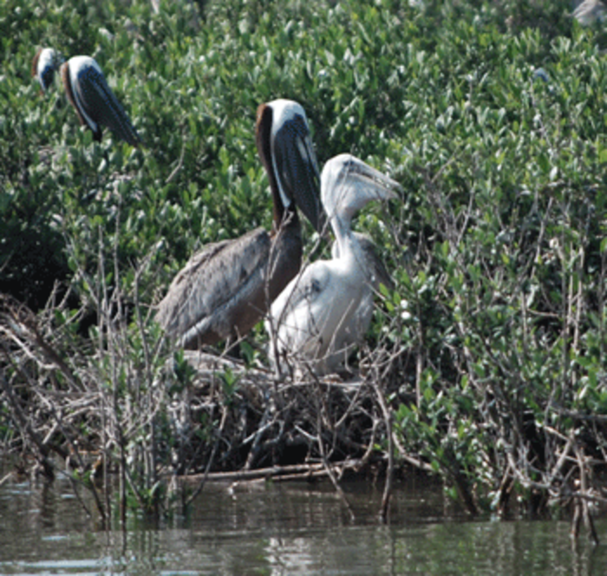 2010-07-24-momandfledgling oily pelicans