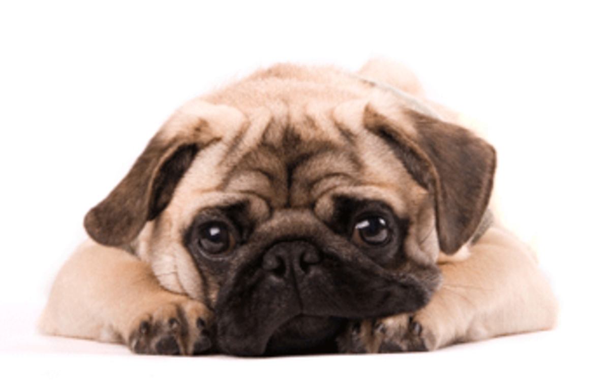 pug