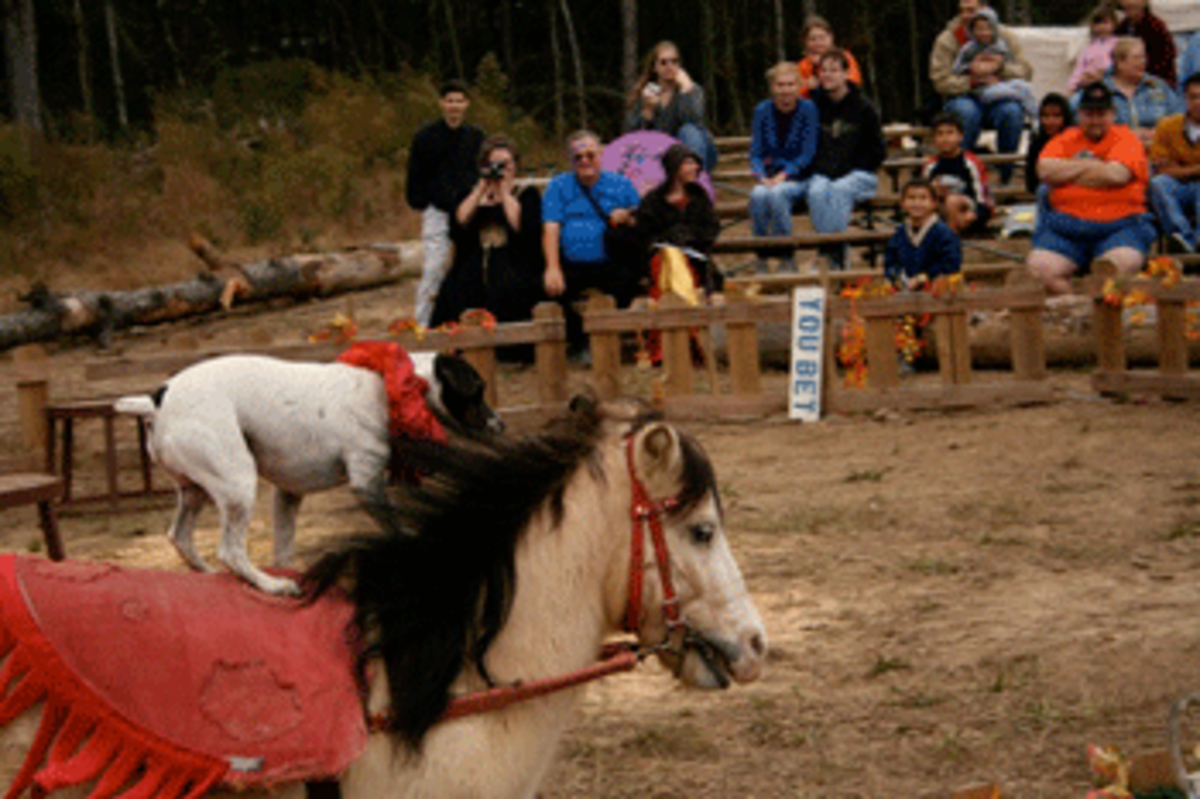dog and pony