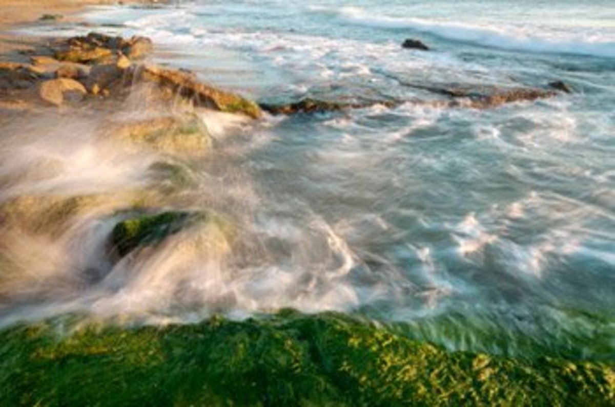 election waves
