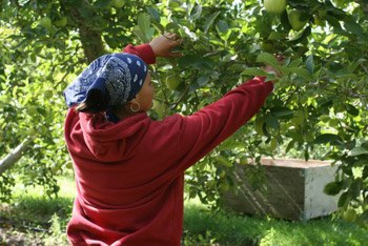 migrant laborer