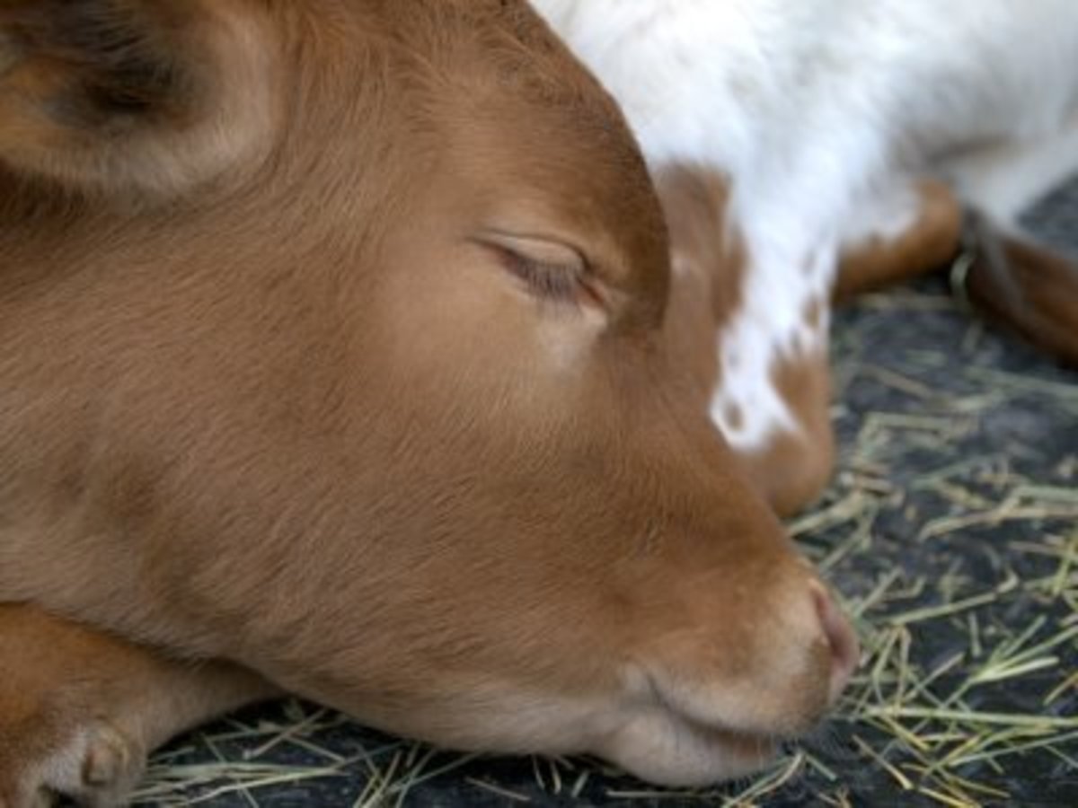 Sleeping Calf Cow