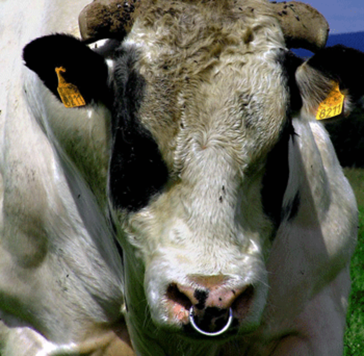 angry bull