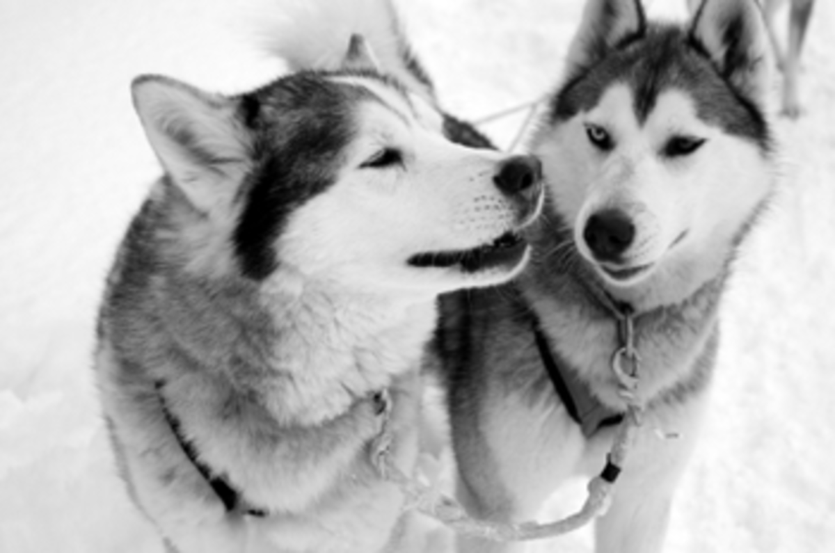 sled dog