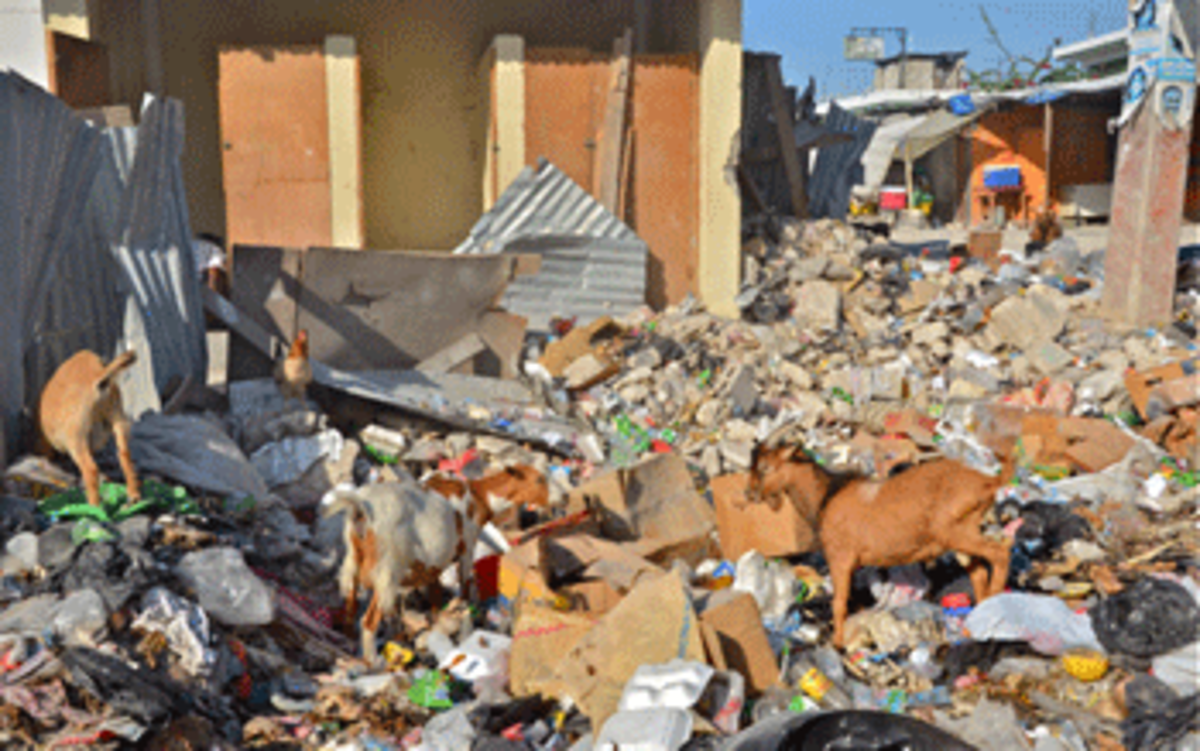 haiti goats photo haiti goats Haitis New President Facing Housing Apartheid