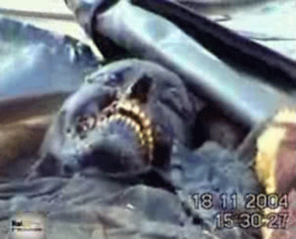 corpse Carmelized remains of a White Phosphorus victim in Fallujah (Photobucket Commons)