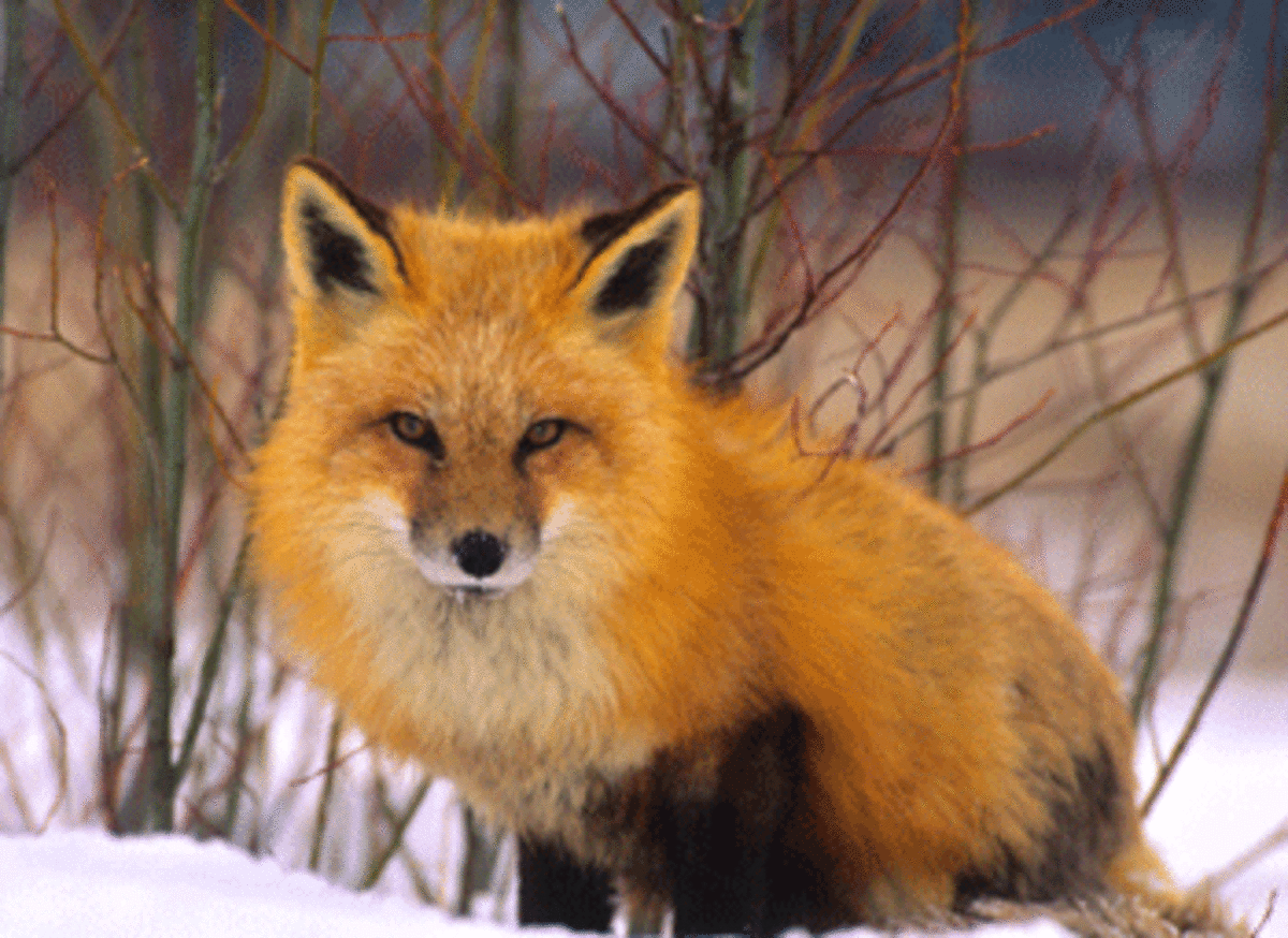 fox photo fox Pursuing Justice: Foxes, Hedgehogs, and the Baby Boom Legacy