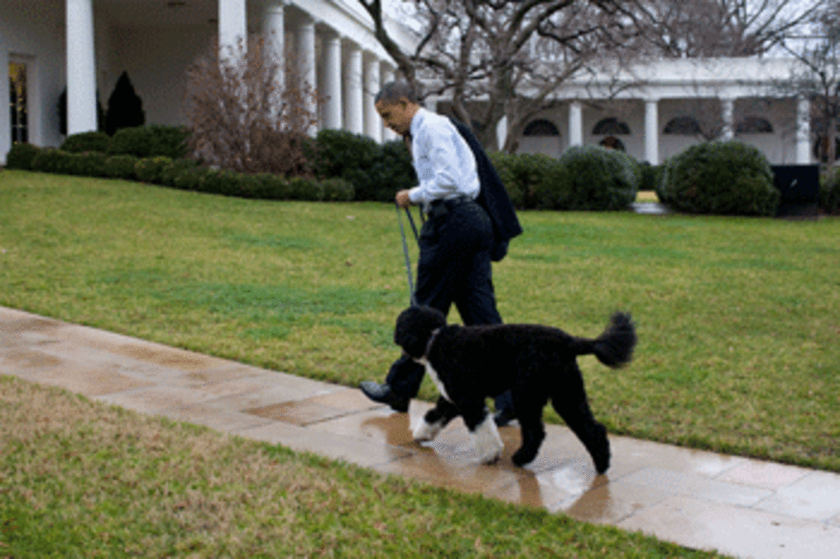 obama walking dog photo obama walking dog Calling Wealthy Democrats