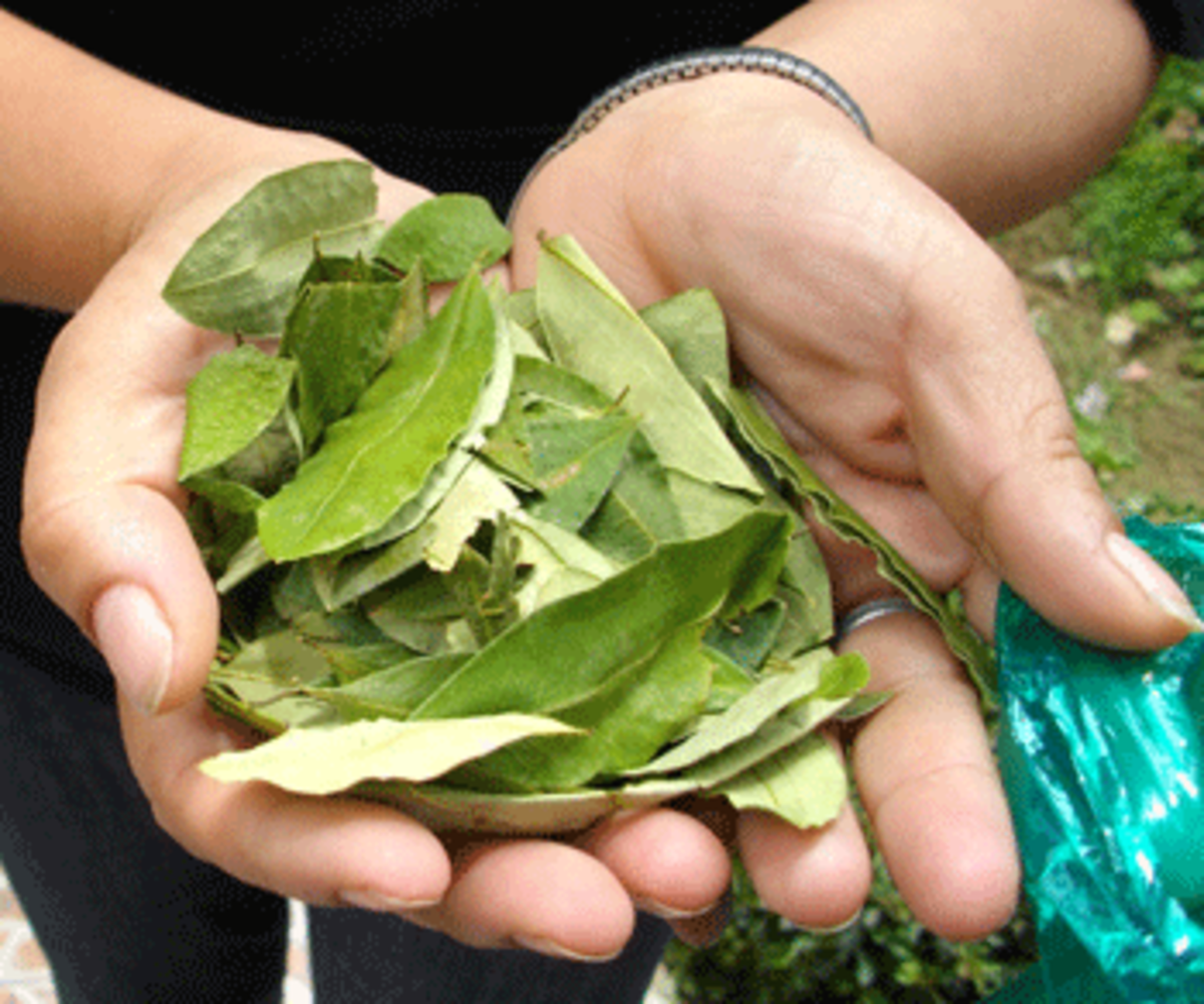 lefer-coca Coca Bolivia War on Drugs