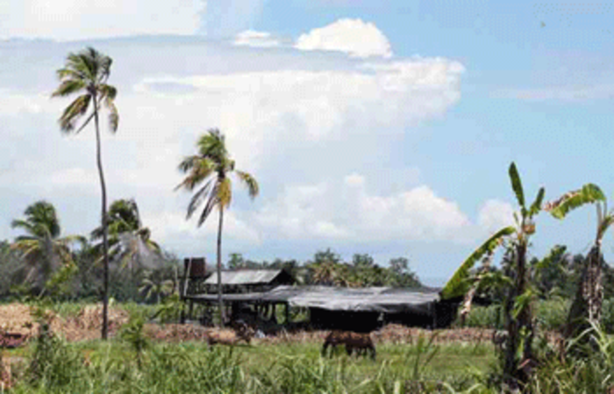 D16_gildive haiti