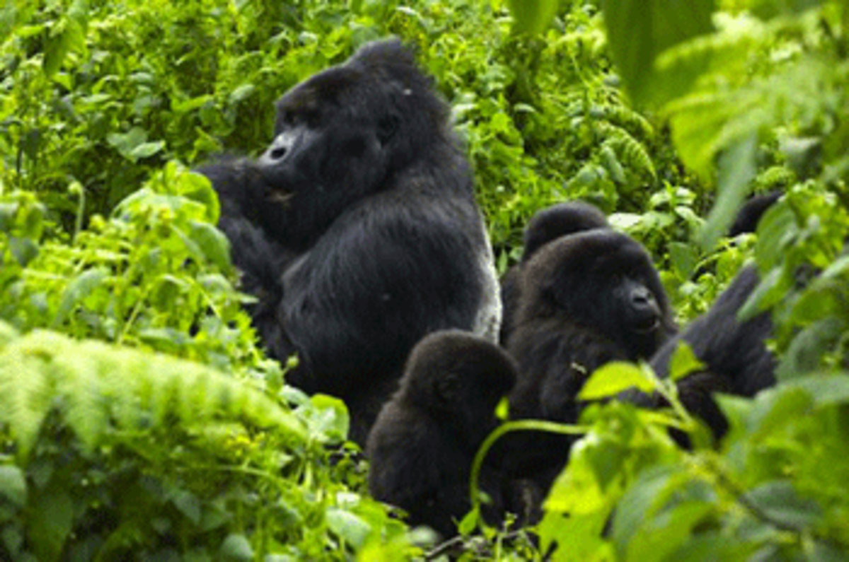 gorillas photo gorillas Mountain Gorillas and Humanity Face Breaking Point in Eastern Congo