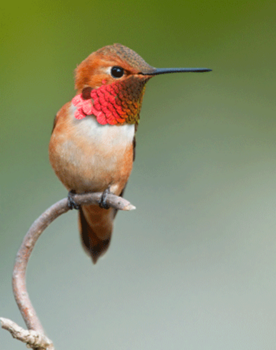 hummingbird Help Working Mothers: Motherhood on a Wire