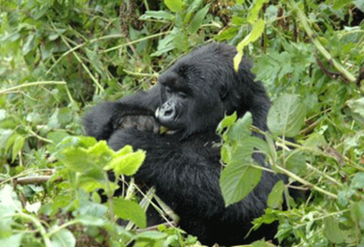 mountain gorilla photo mountain gorilla Mountain Gorillas Again Used As Pawns in Western Propaganda War