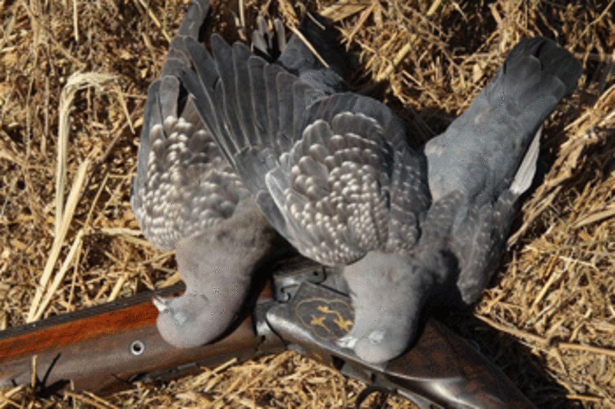 pigeons shotgun Pigeon Shoots: Pennsylvania Politics Continues to Override Humane Actions