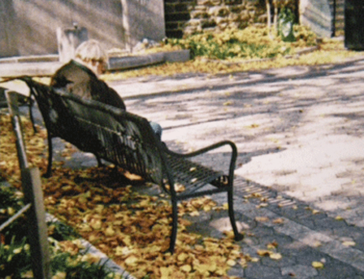 rural homeless Suddenly Homeless: The Invisibles