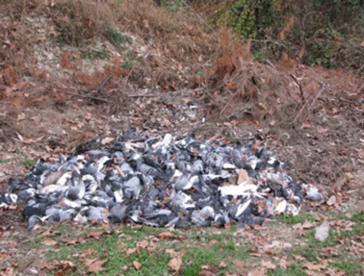 dead-pigeons dead pigeons