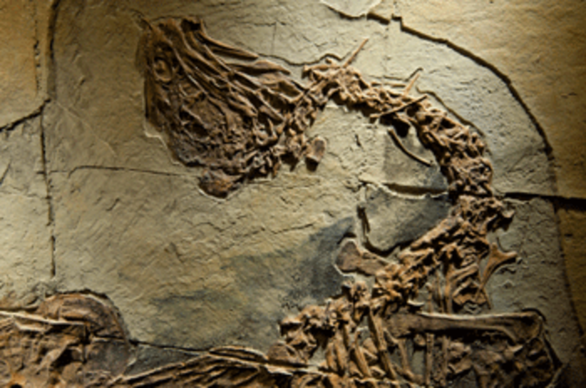 dinosaur The Evolution of Moral Models
