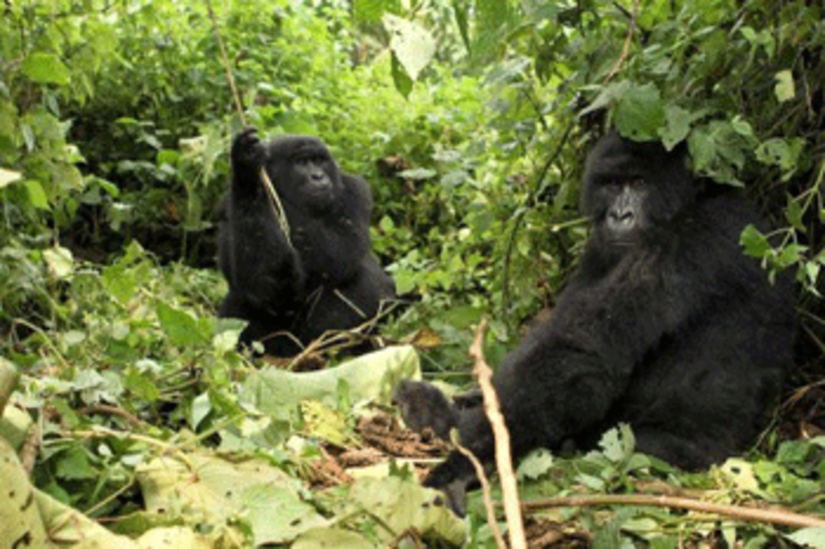 gorillas