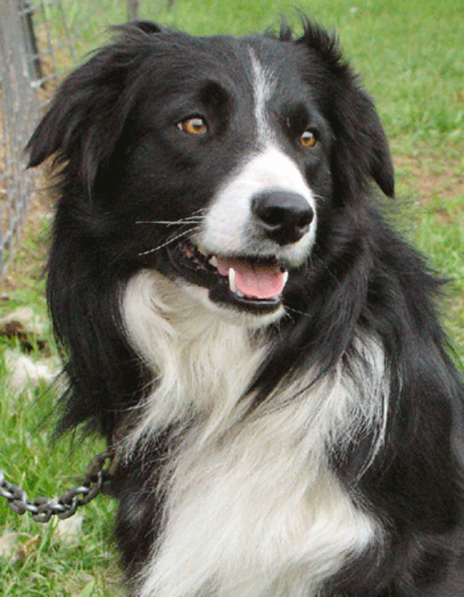 border collie1 The Dangerous