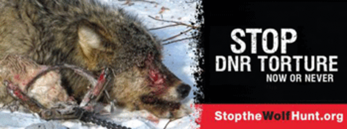 wolf trapping