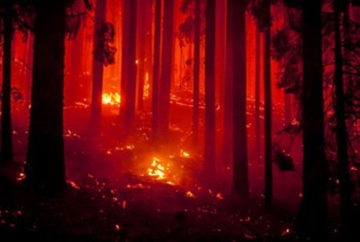 Fire Ecology