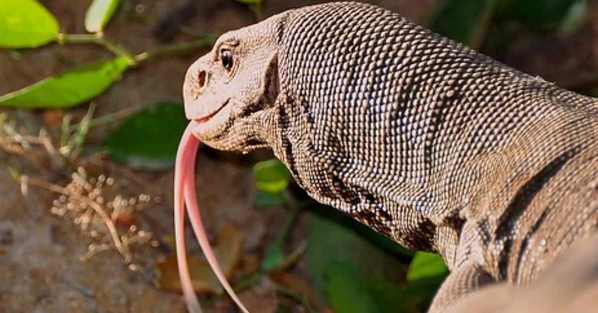 Speaking With Forked Tongues LA Progressive