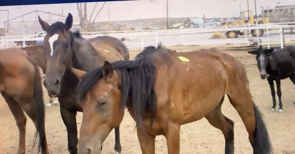 Killing Horses for Food How to End The Brutal Practice LA Progressive