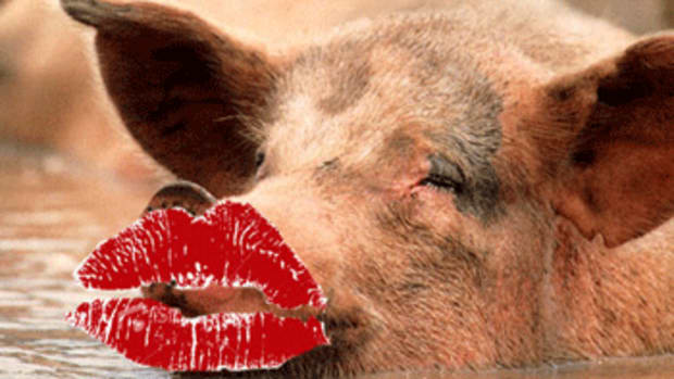 lipstick on a pig