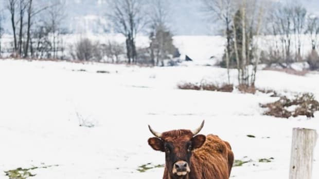 cattle-snowstorm-450