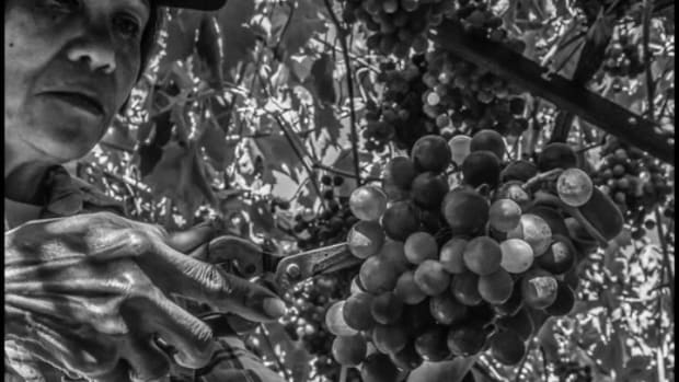 Century Picking Grapes