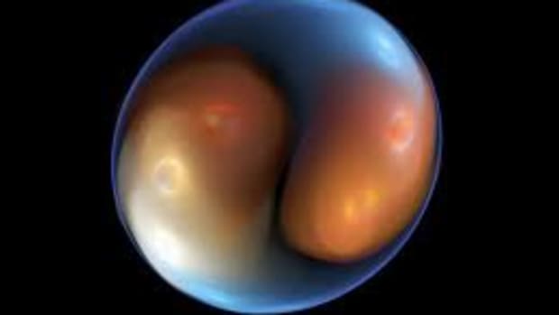 zygote and embryo