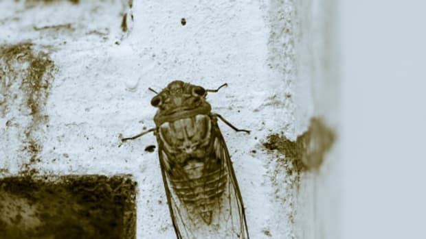 Exploding Cicada Data