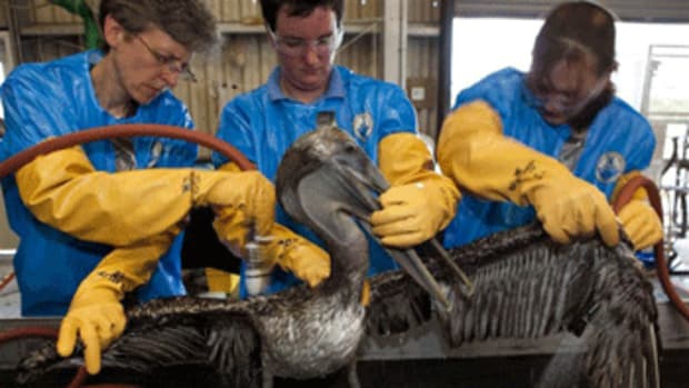 The International Bird Rescue Research Center facility in Fort Jackson, Louisiana, US. Erica Miller (left), veterinarian with the Tri-State Bird Rescue & Research and colleagues clean a Brown Pelican (Pelecanus occidentalis) covered in oil from the Deepwater Horizon wellhead.   (Photo: Daniel Beltrá/Greenpeace)