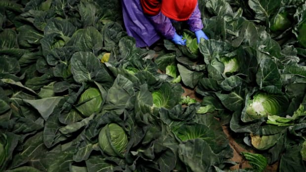 TO GO WITH STORY SLUGGED TRUMPS BORDER BY ELLIOT SPAGAT - In this March 6, 2018 picture, farmworker Elias Solis, of Mexicali, Mexico, picks cabbage before dawn in a field outside of Calexico, Calif.  For decades, cross-border commuters have picked lettuce, carrots, broccoli, onions, cauliflower and other vegetables that make California’s Imperial Valley “America’s Salad Bowl” from December through March. As Trump visits the border for the first time as president on Tuesday, the harvest is a reminder of how little has changed despite heated rhetoric in Washington. (AP Photo/Gregory Bull)