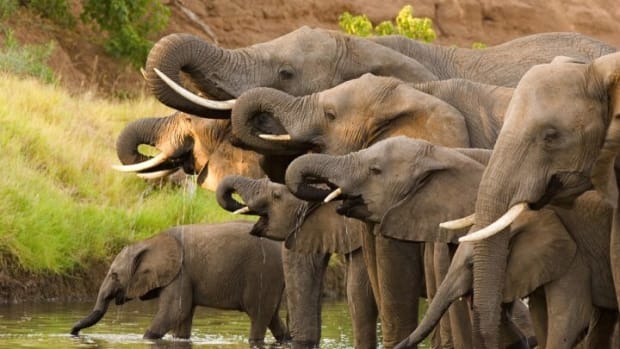 elephants extinctions