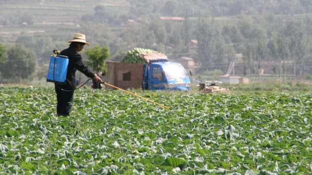 Female farmer spreads pesticide to her crops.